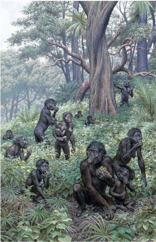 Australopithecus africanus