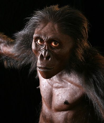 Australopithecus afarensis