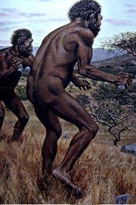 Homo habilis